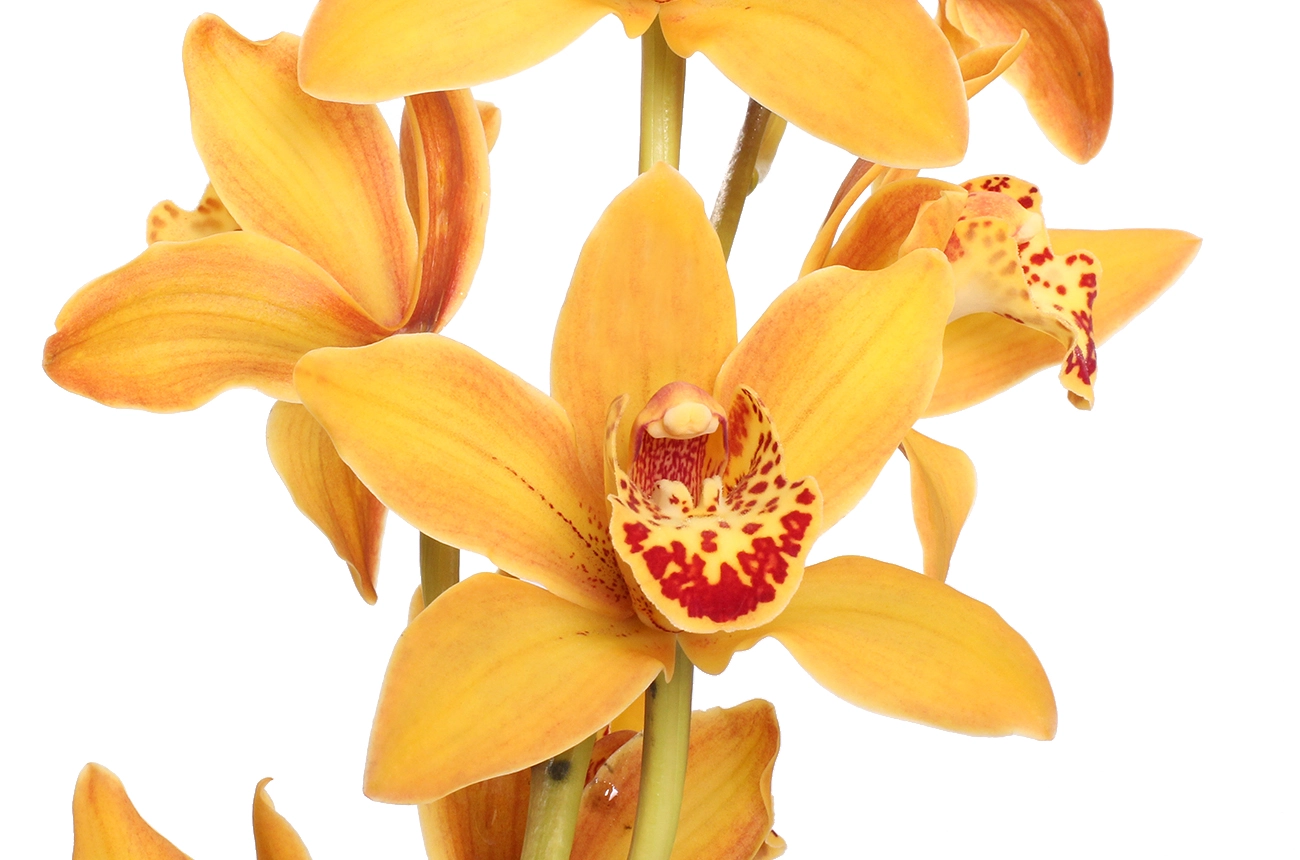 Cymbidium orange | Wholesale flowers, plants and supplies Cymbidium orange