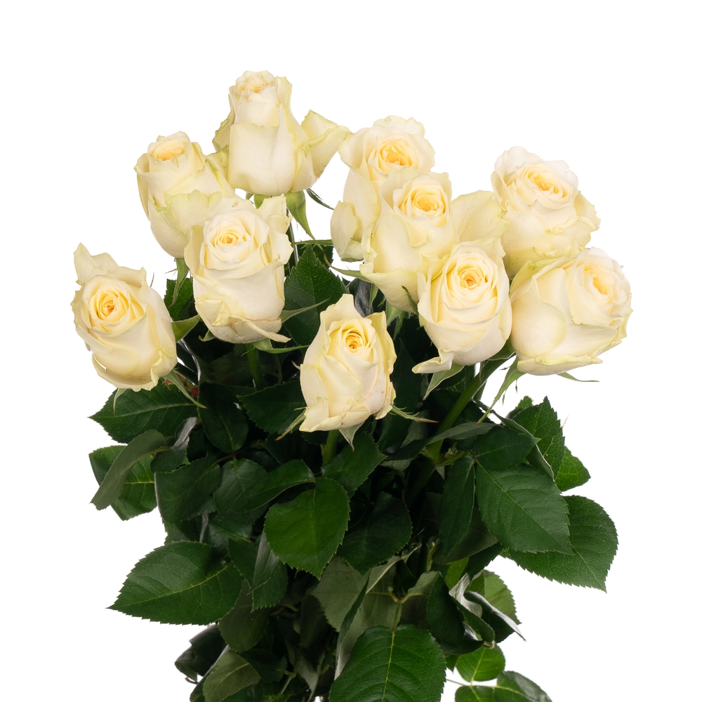 Rose trials