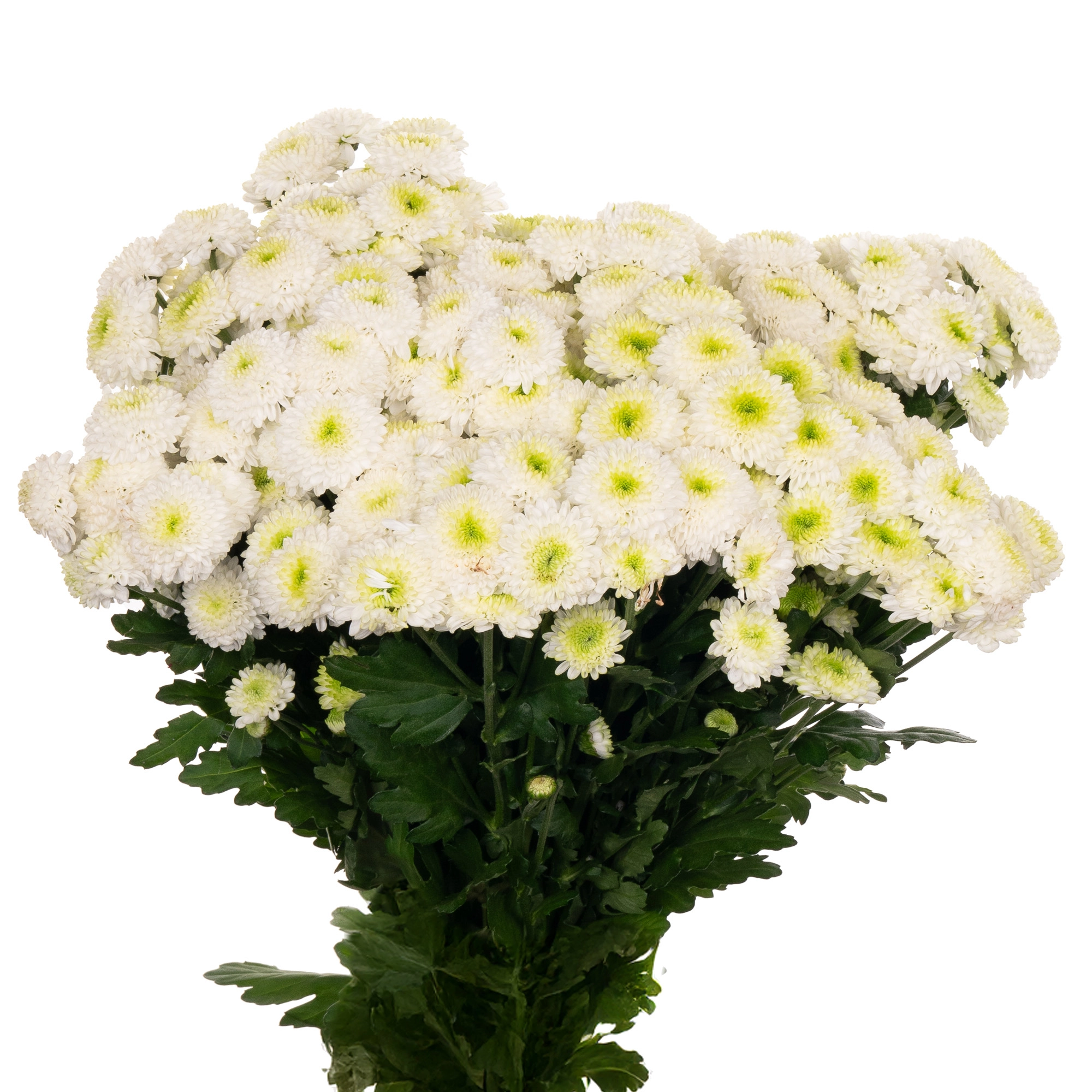 Chrysanthemum santini ferry