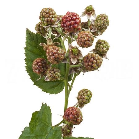 Rubus chester