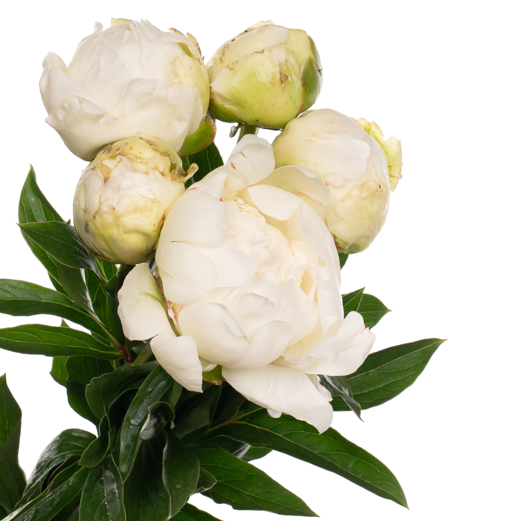 Paeonia duchesse de nemours