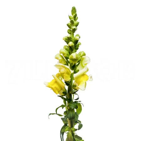 Antirrhinum opus yellow