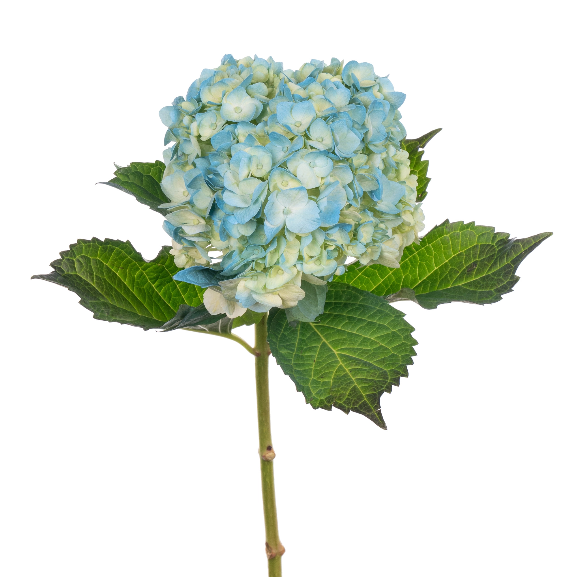 Hydrangea premium blue