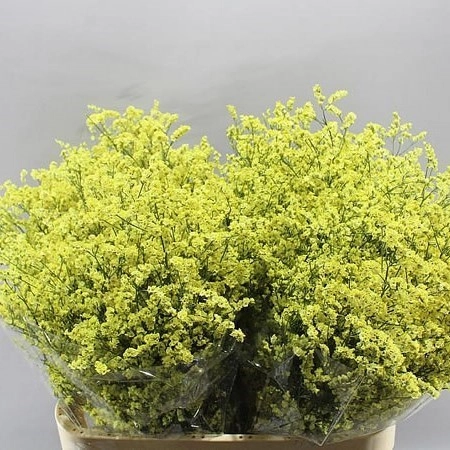 Limonium lemon diamond | Wholesale flowers, plants and supplies Limonium lemon diamond