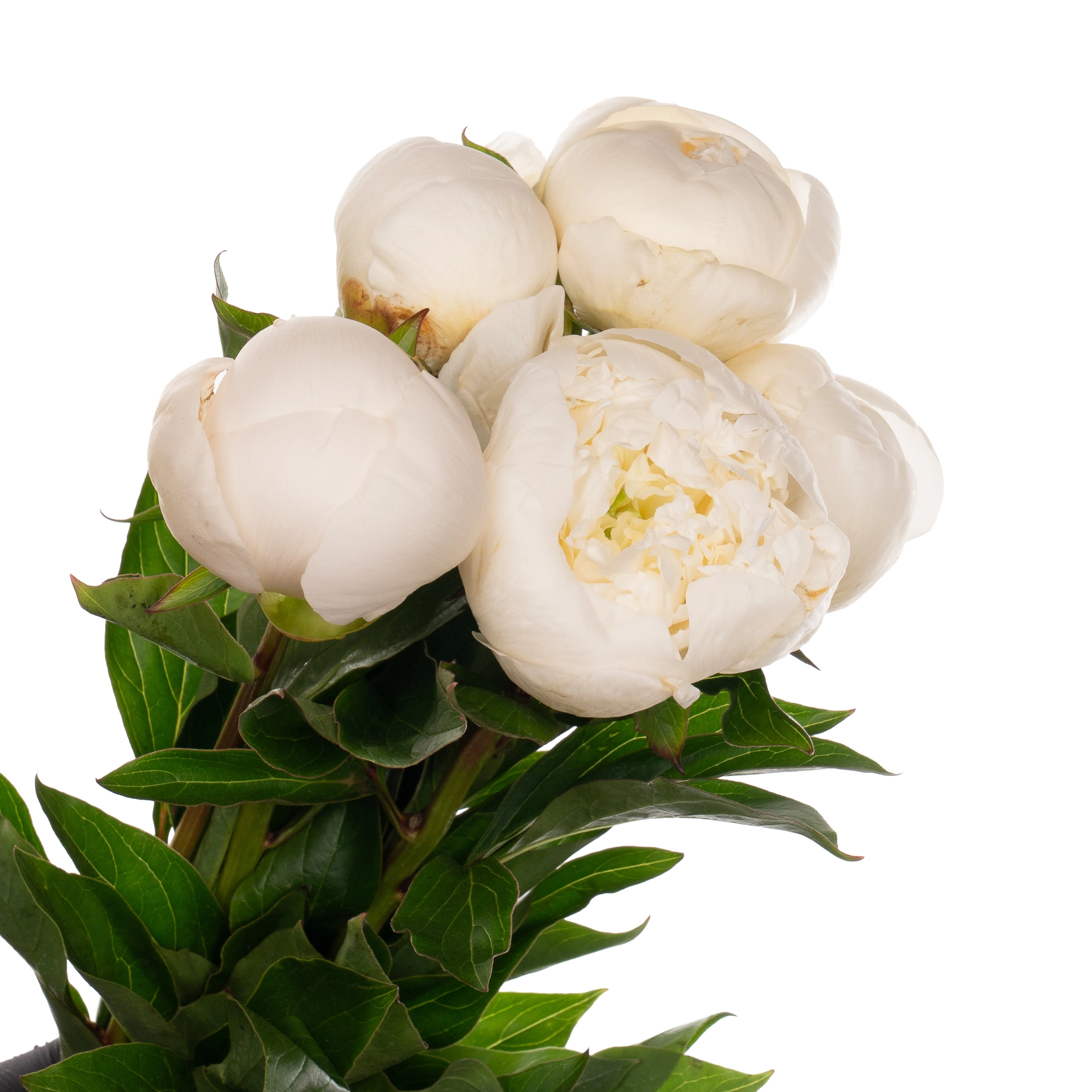 Paeonia ivory victory