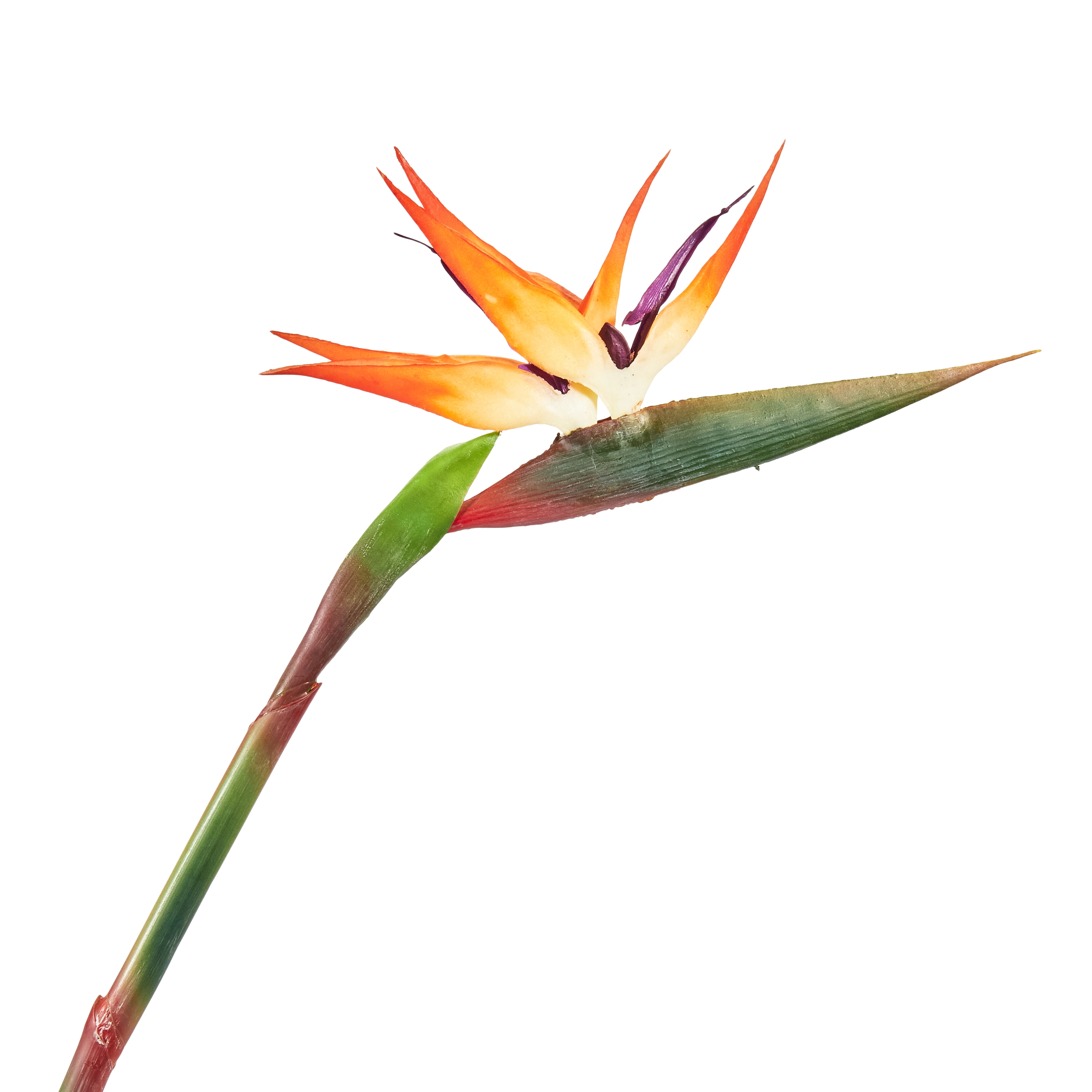 Artificial Sterlitzia