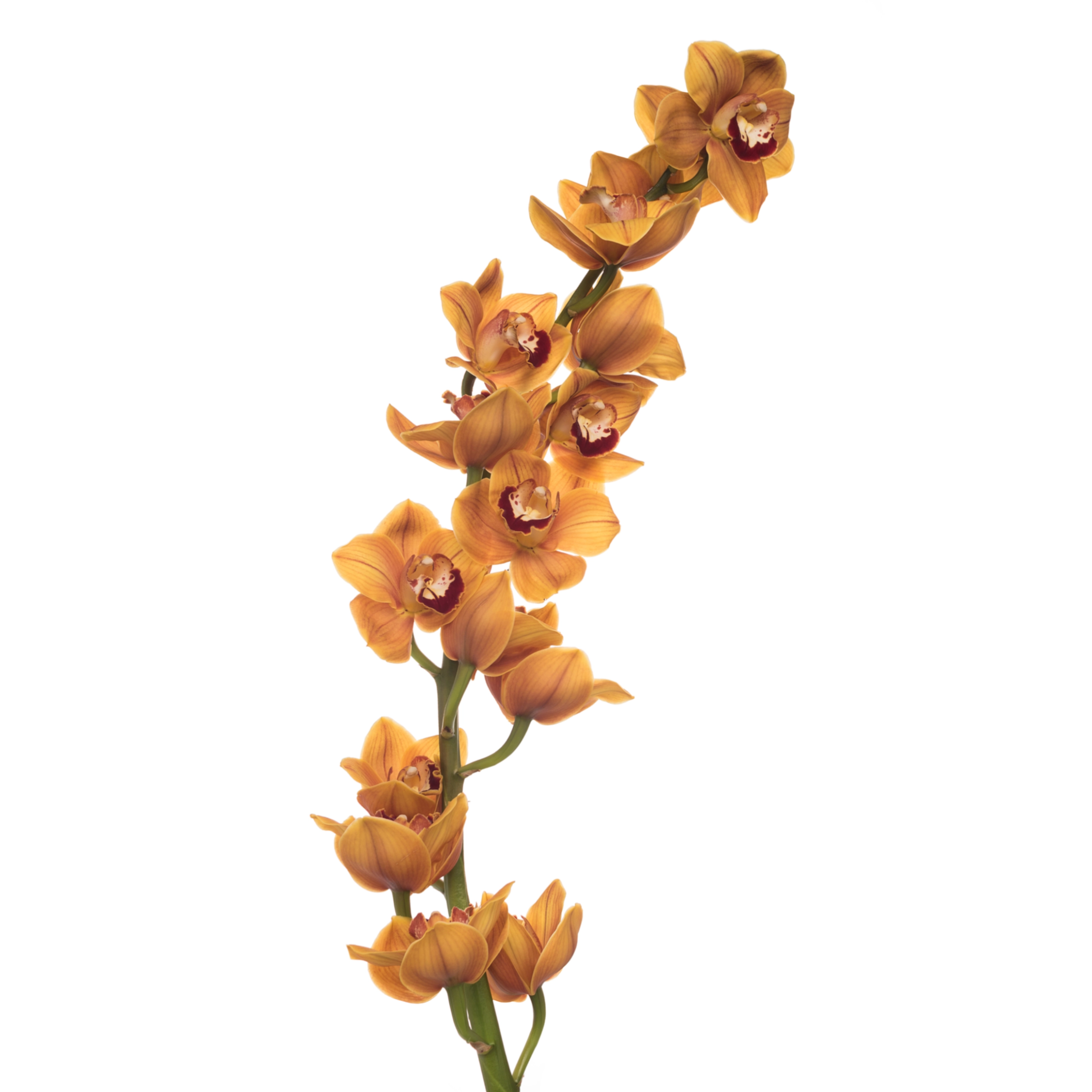 Cymbidium balou