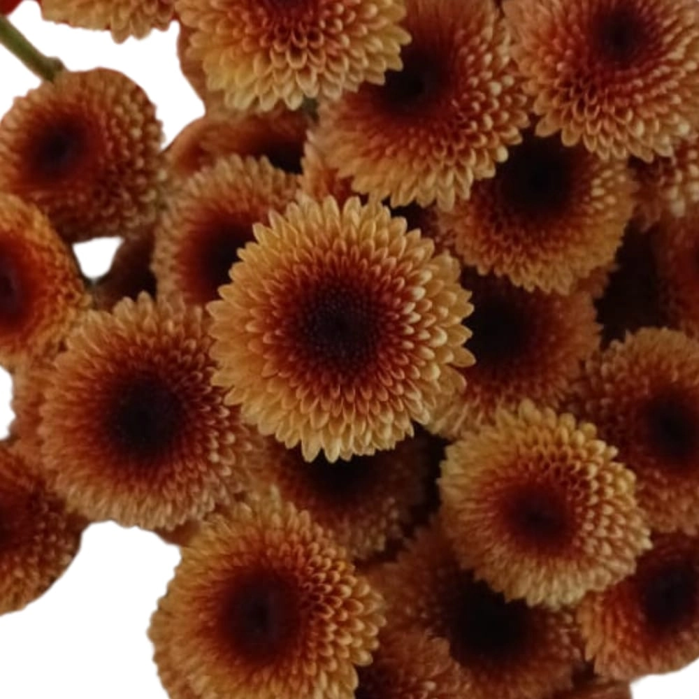 Chrysanthemum santini valerio apricot