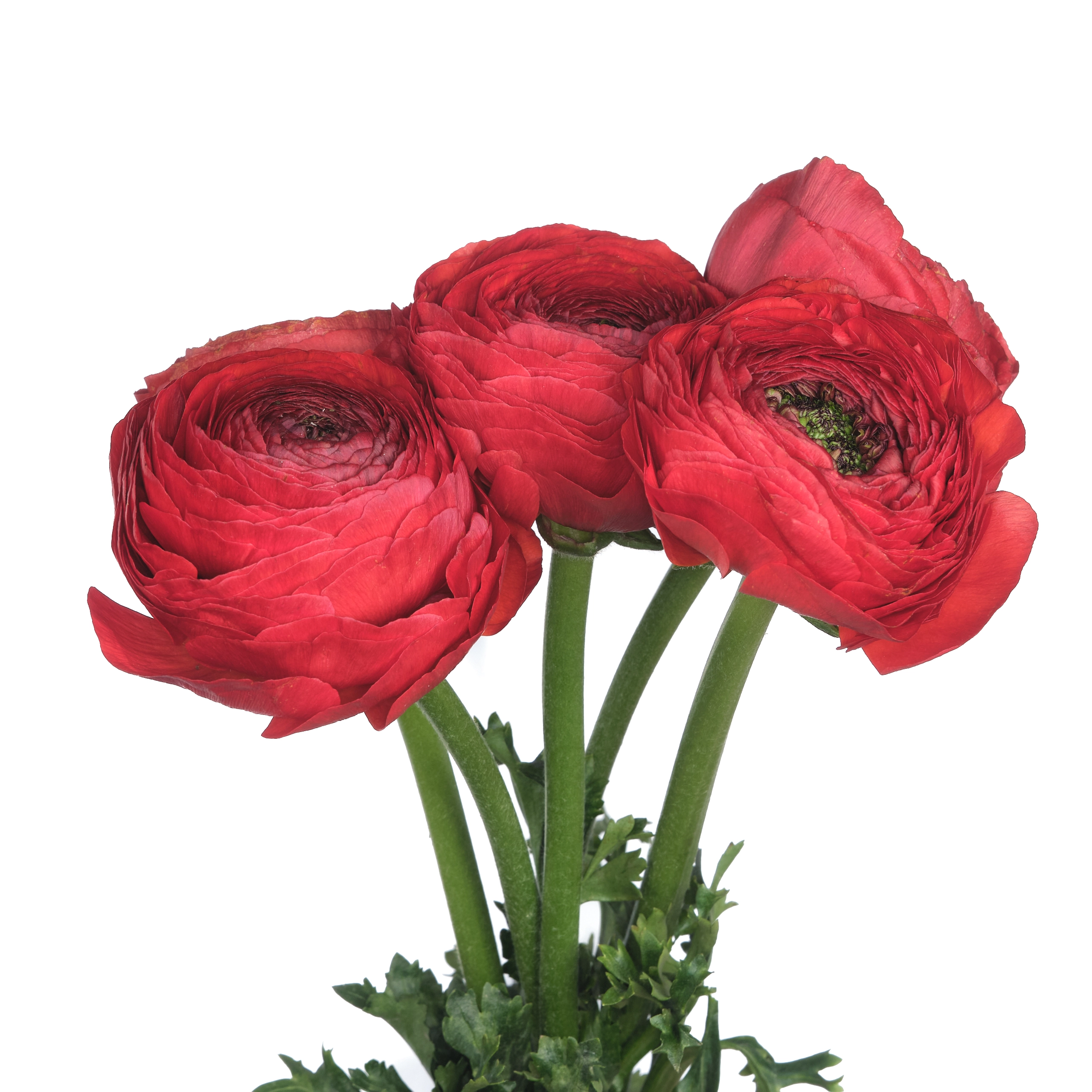 Ranunculus clooney tango