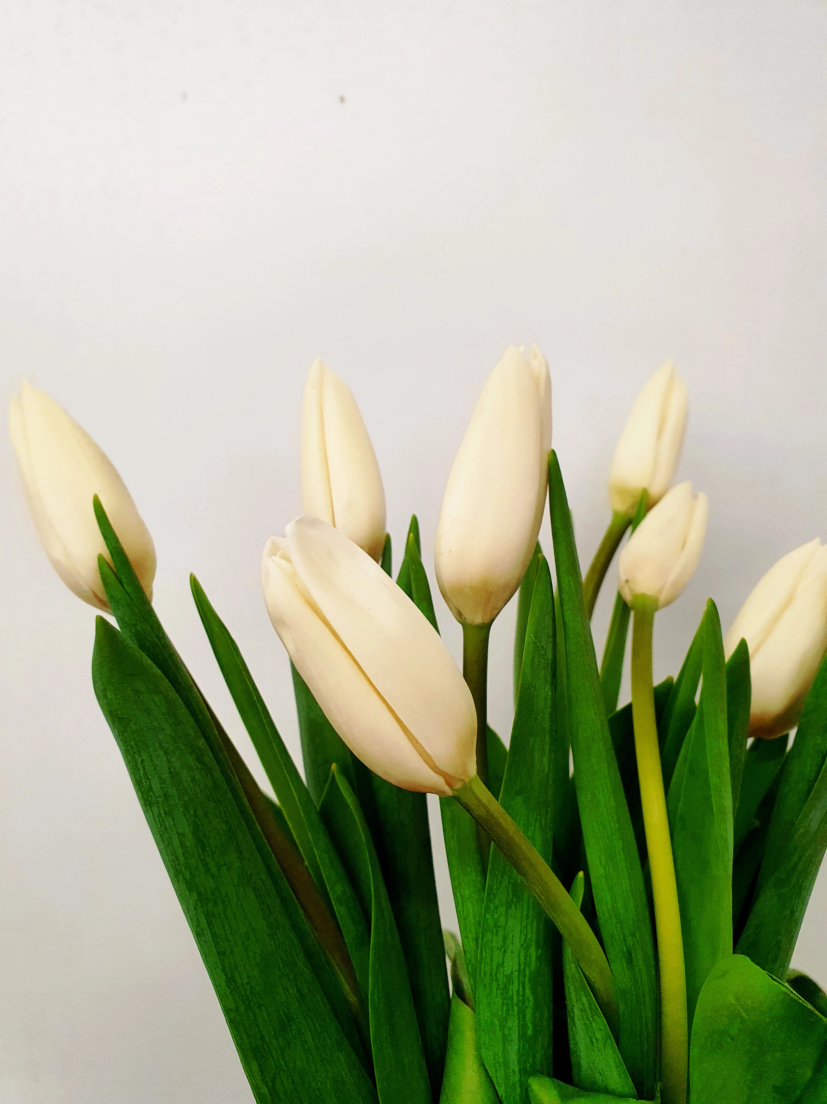 Tulip enkel snowboard