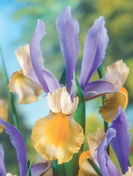 Iris miss saigon