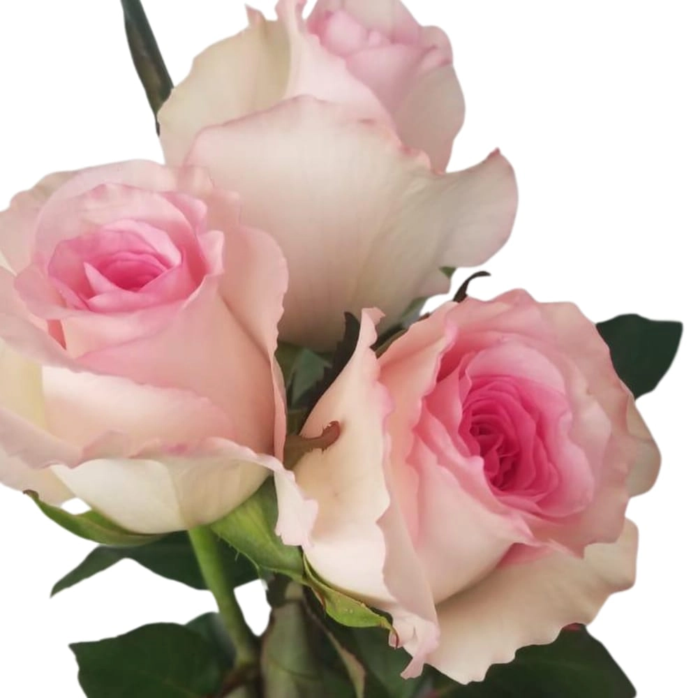 Rose my pink