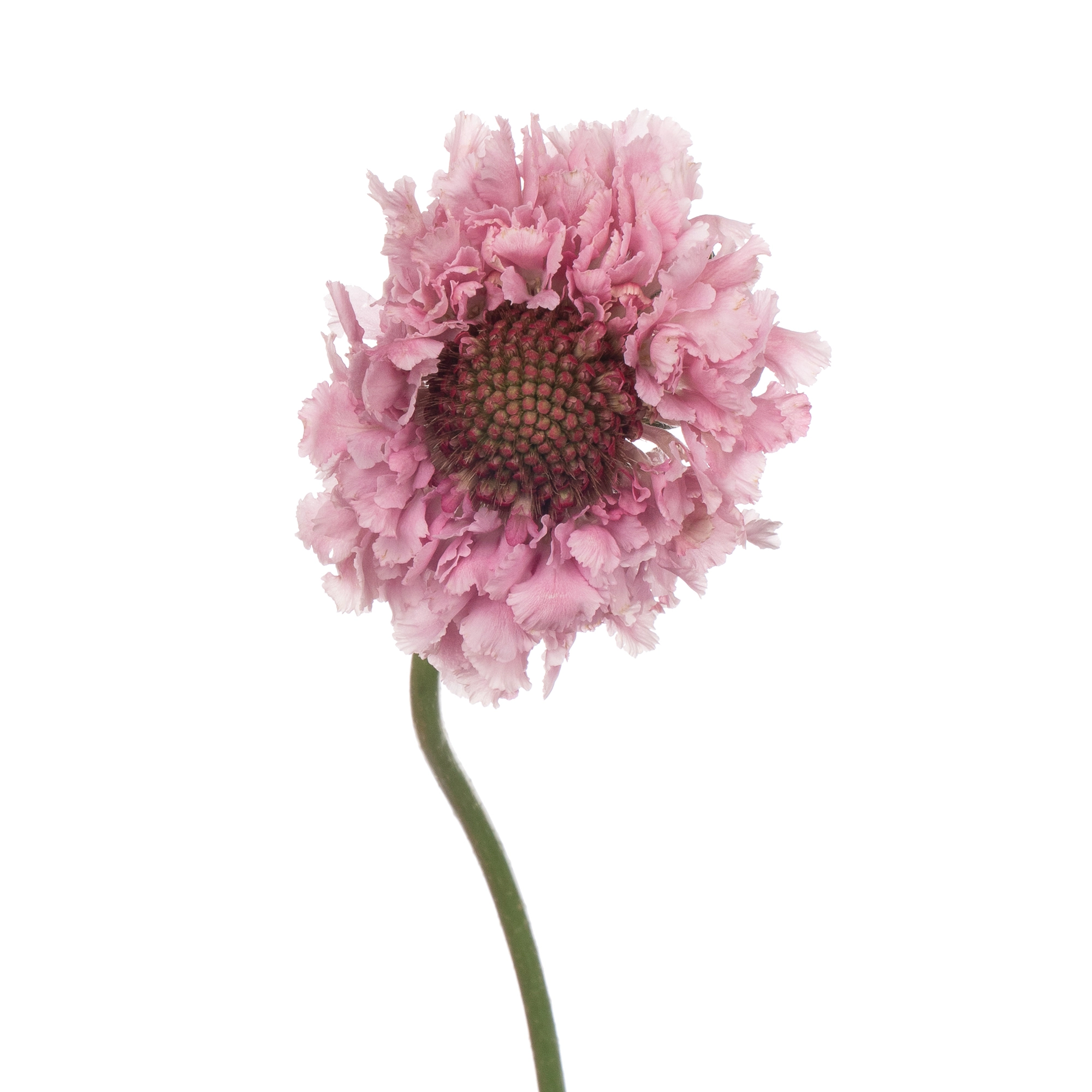 Scabiosa focal scoop popsicle
