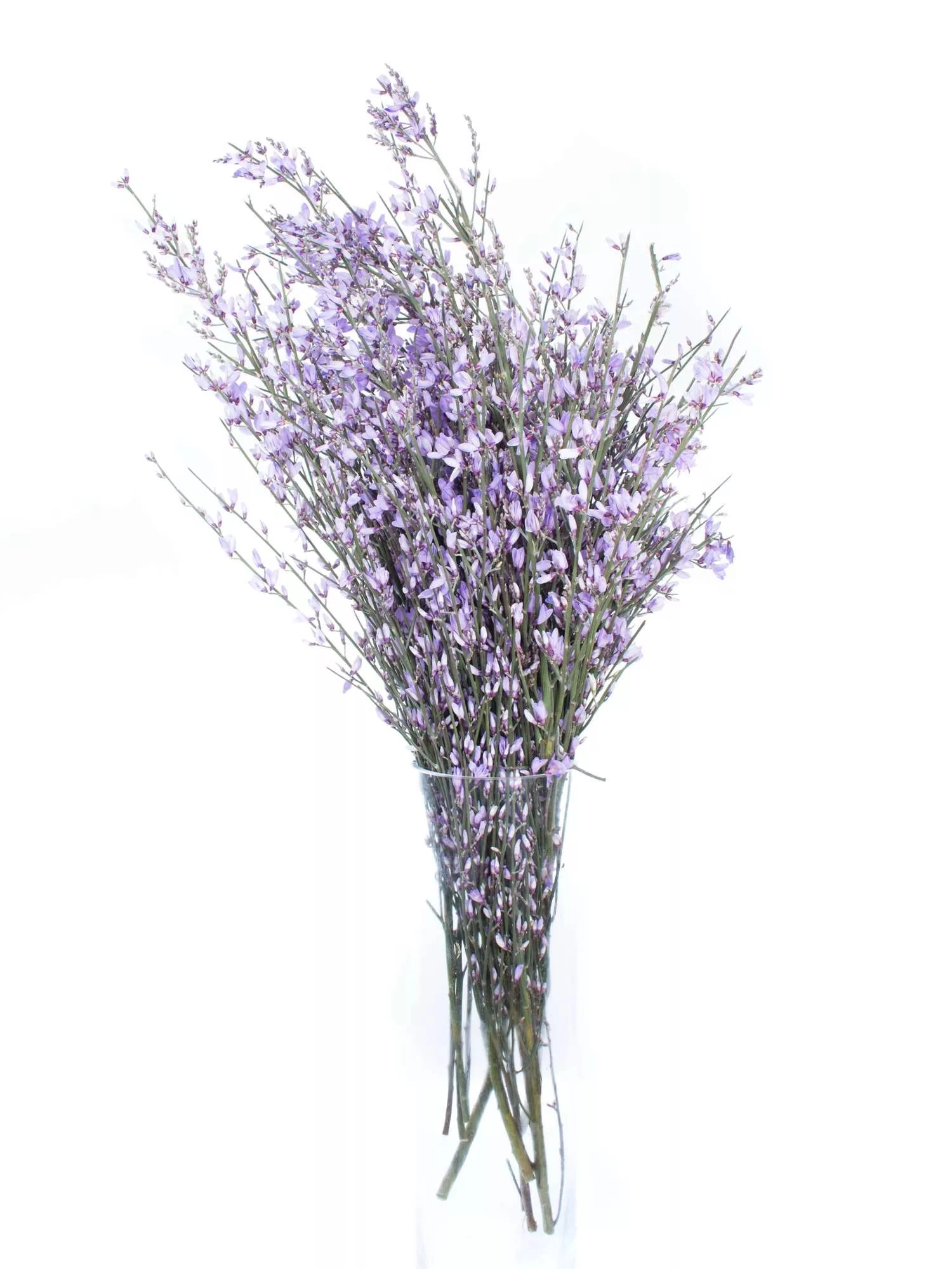 Genista tinted lilac