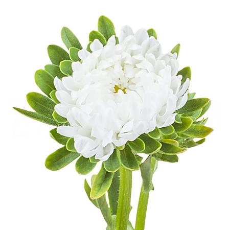 Callistephus matsumoto wit