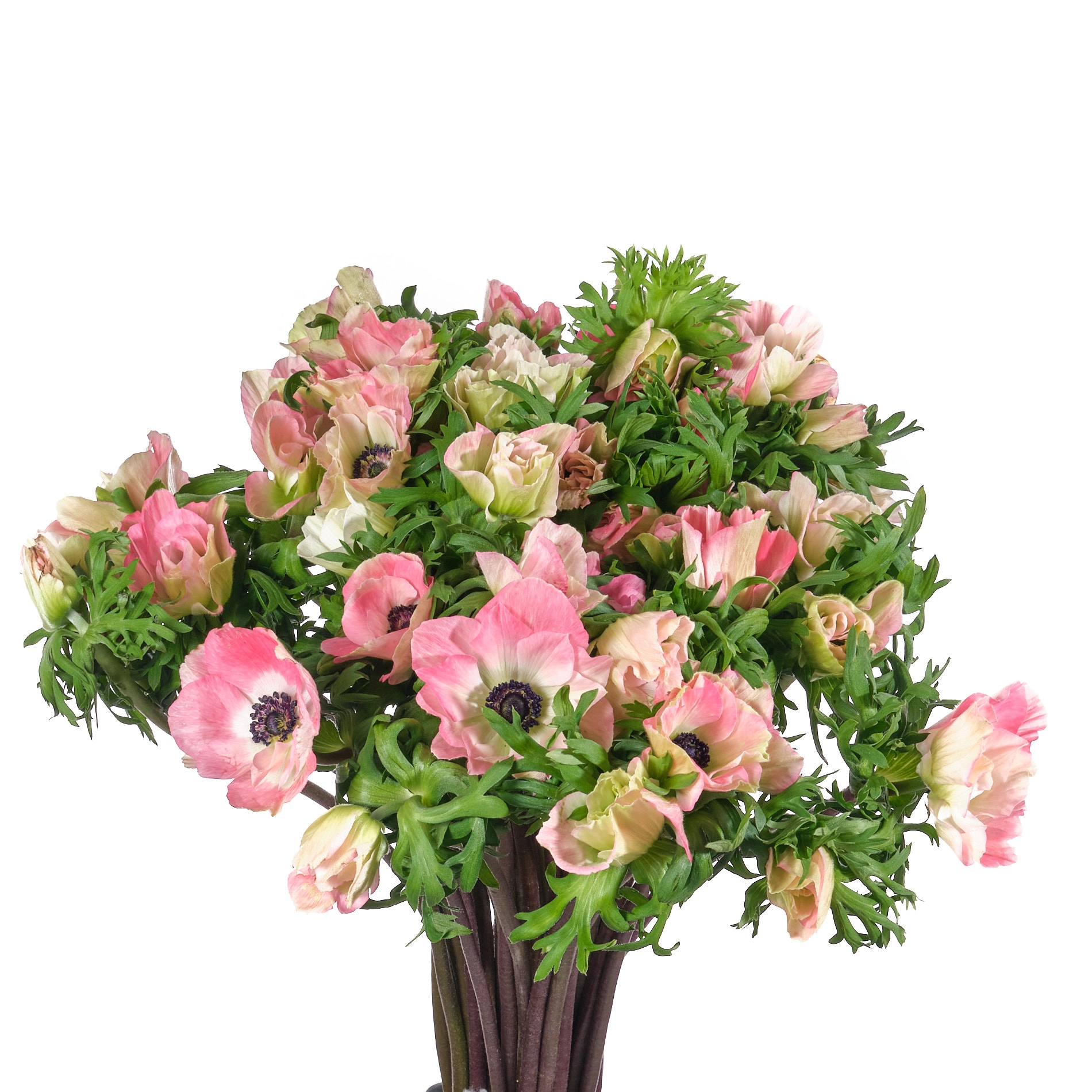 Anemone mistral pink