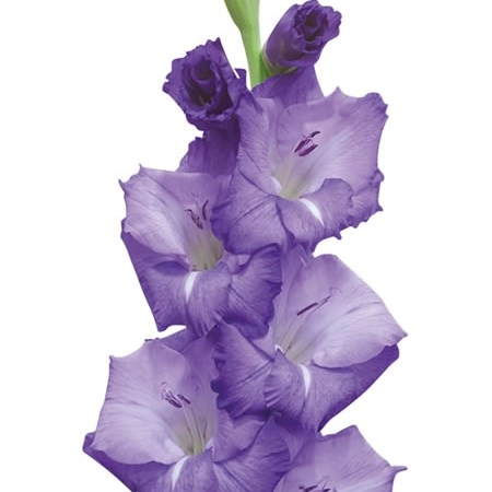 Gladiolus mojito