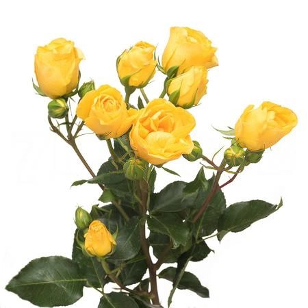 Rose spray marisa | Wholesale flowers, plants and supplies Rose spray marisa