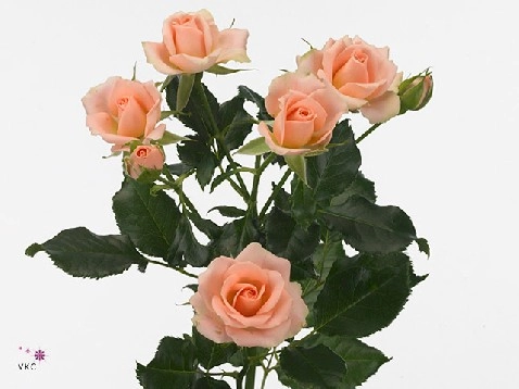 Rose spray joanna