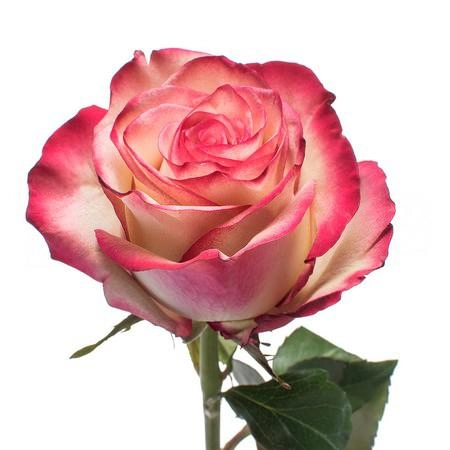 Rose paloma | Wholesale flowers, plants and supplies Rose paloma
