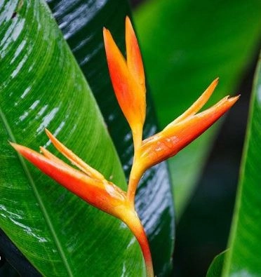 Heliconia golden orange | Wholesale flowers, plants and supplies Heliconia golden orange