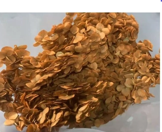 Dried hydrangea orange brown