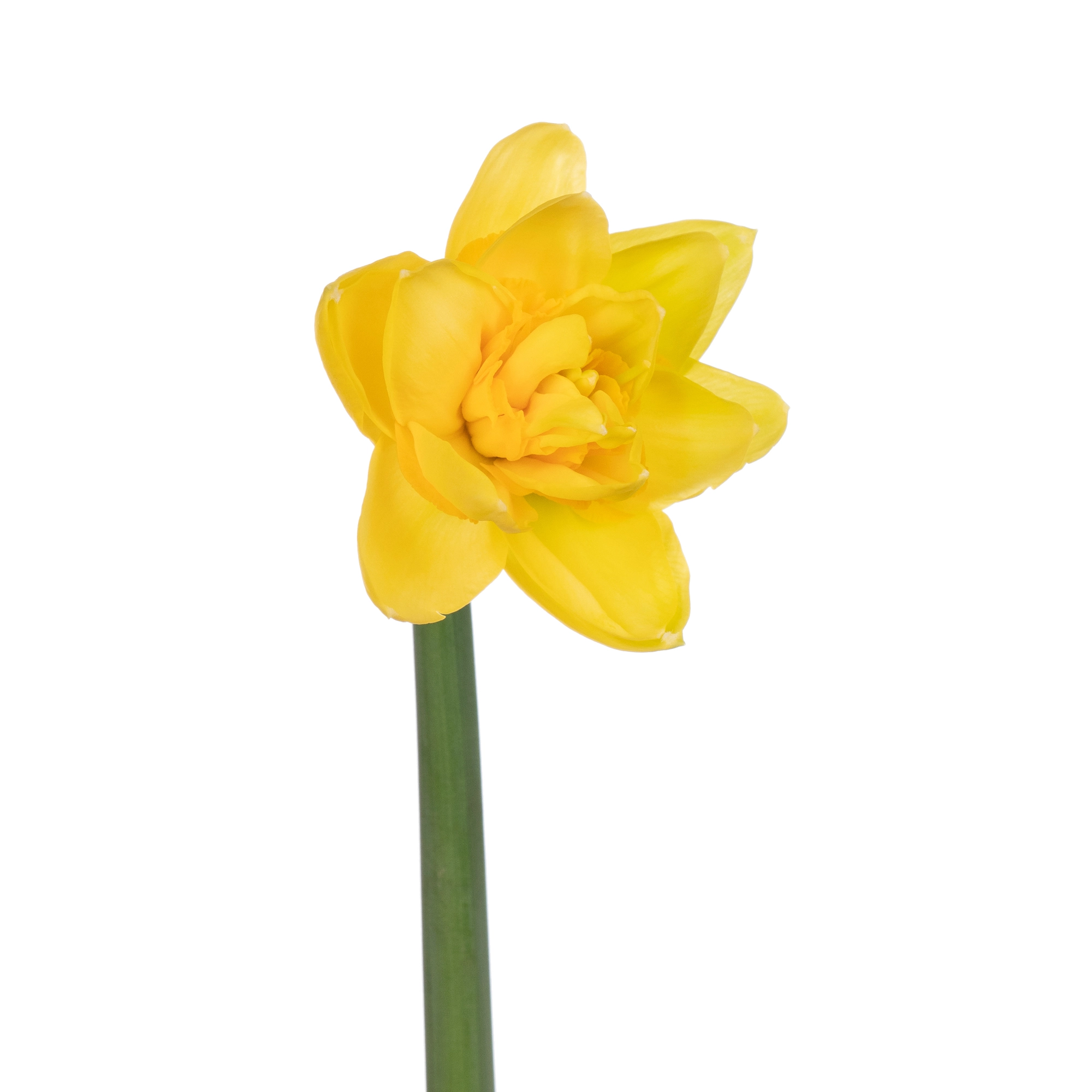 Narcissus dick wilden