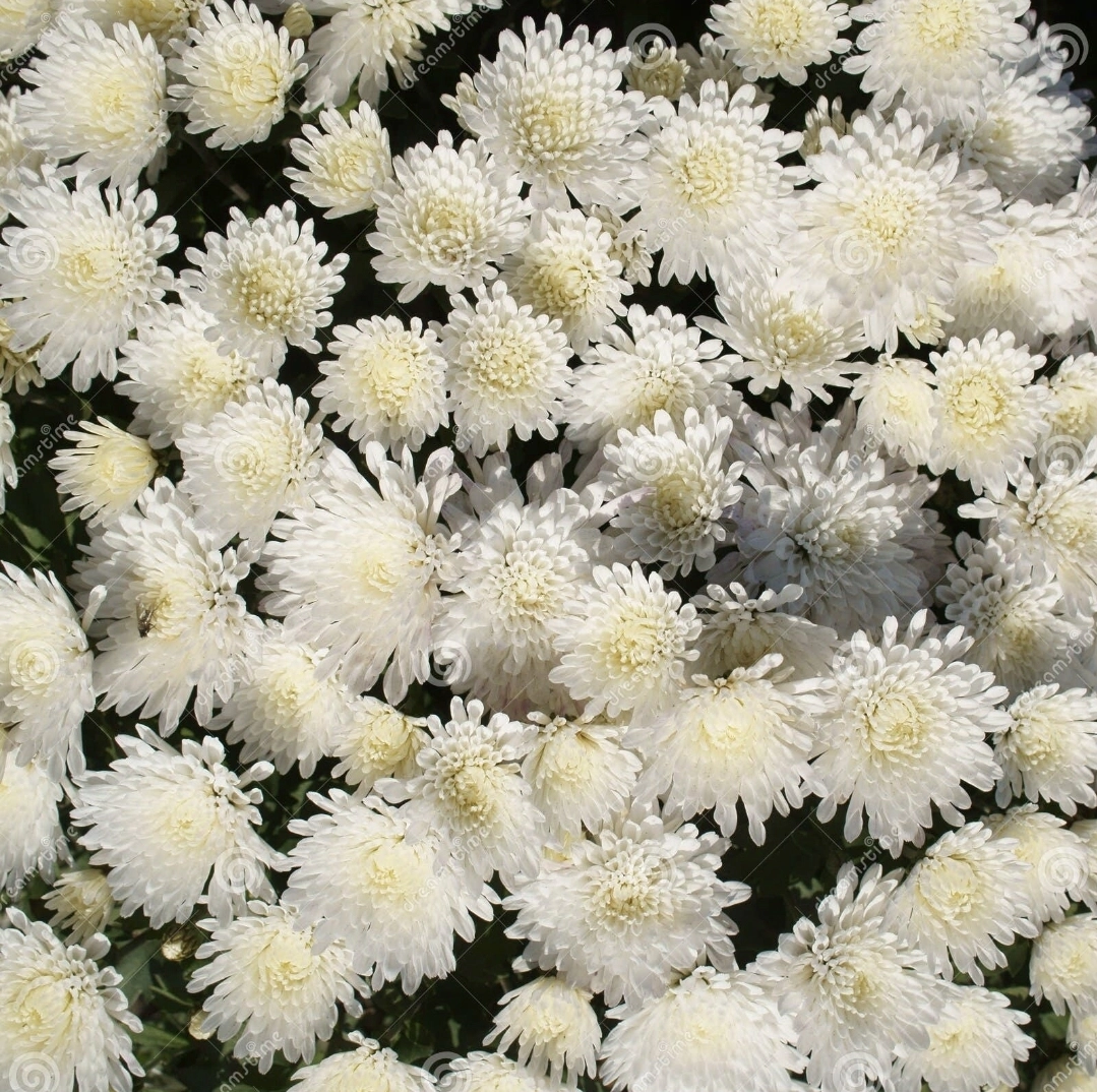 Aster blanca