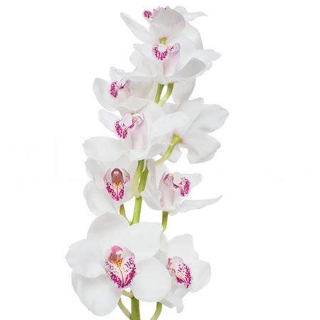 Cymbidium white vanity