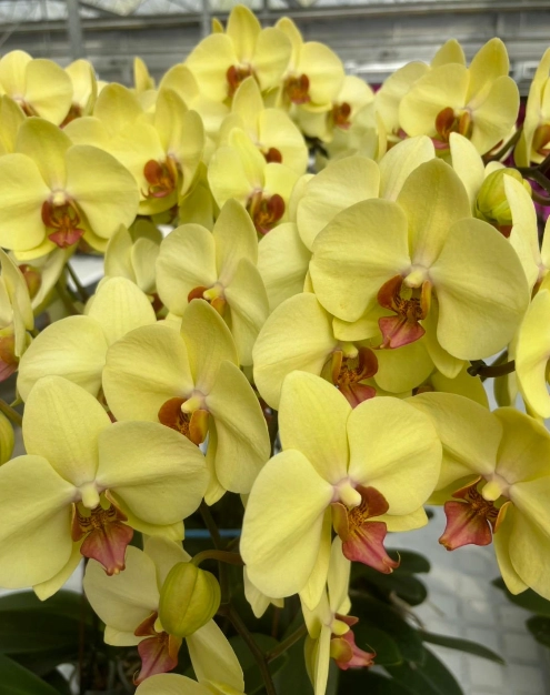 Phalaenopsis yellow girl