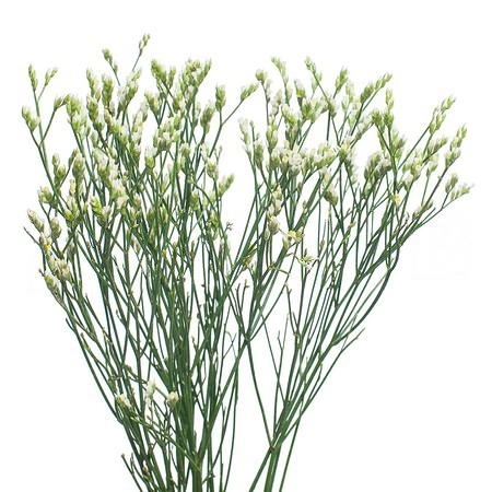Limonium pina colada | Wholesale flowers, plants and supplies Limonium pina colada