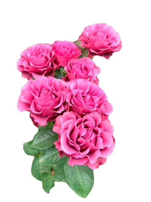 Rose spray rainy days