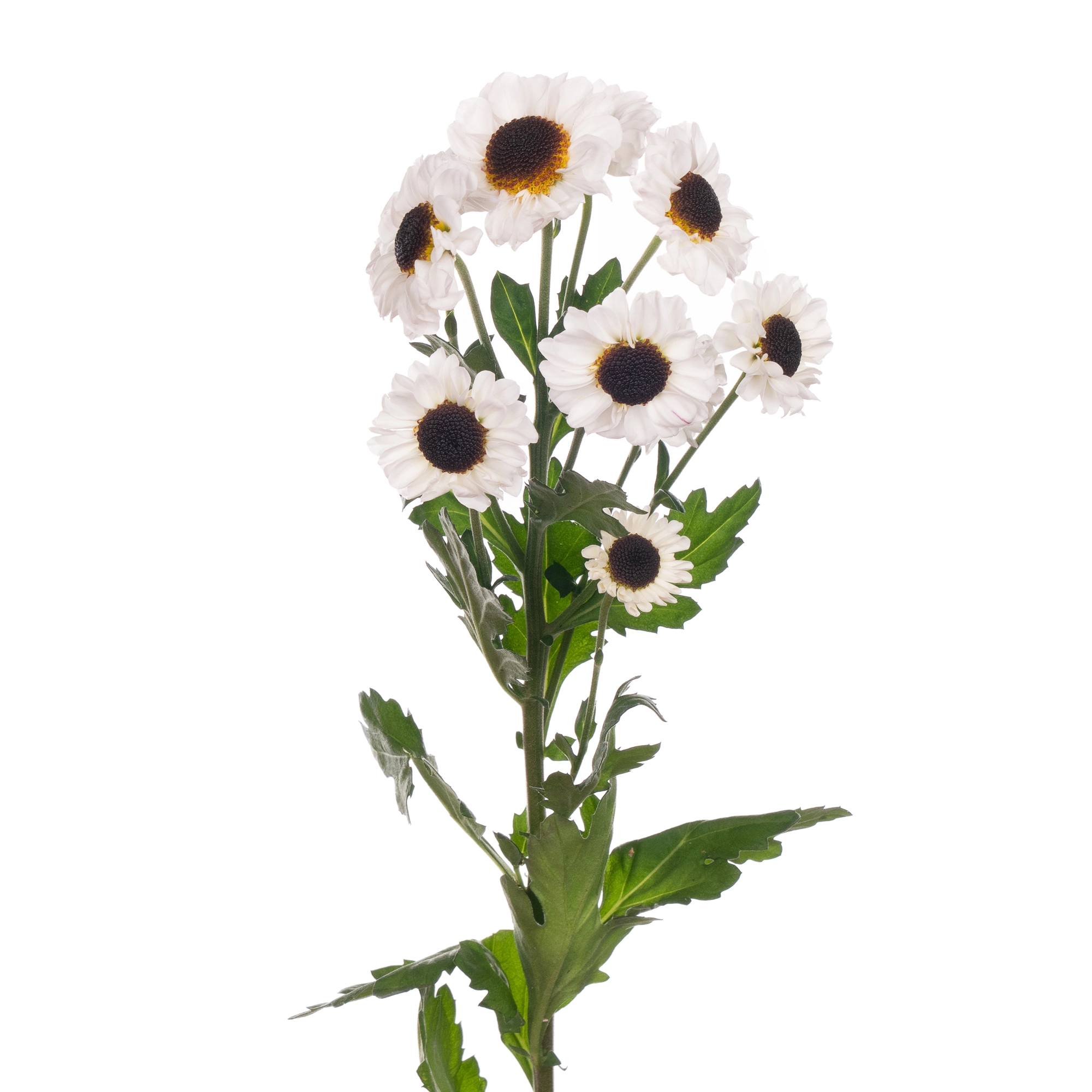 Chrysanthemum santini patrese white