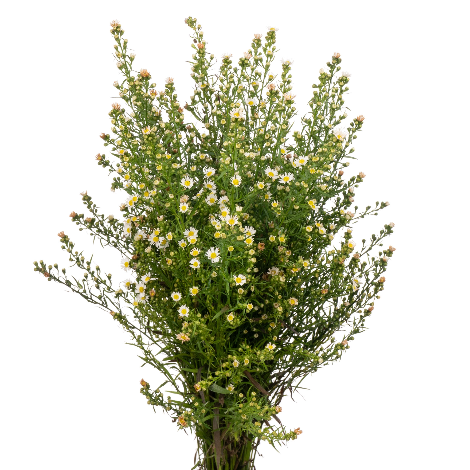 Aster paquita