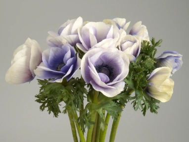 Anemone rainbow happy