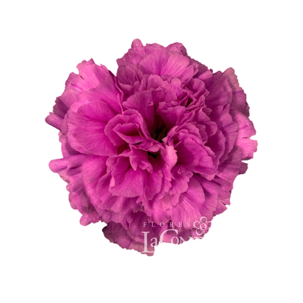 Carnation farida | Wholesale flowers, plants and supplies Carnation farida