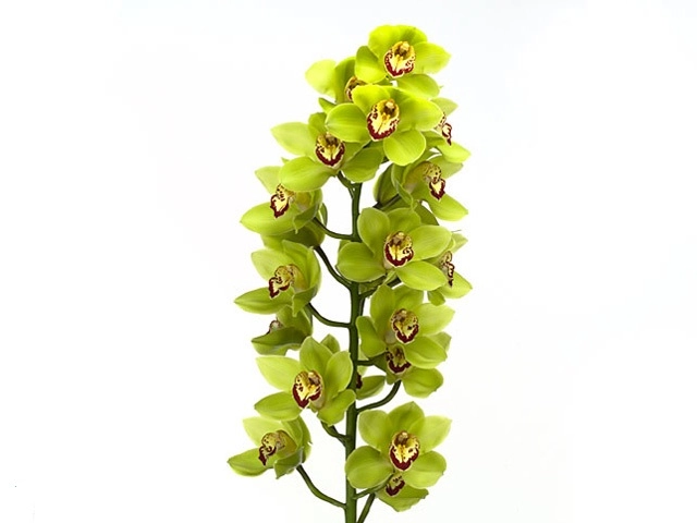 Cymbidium mrs. maxima