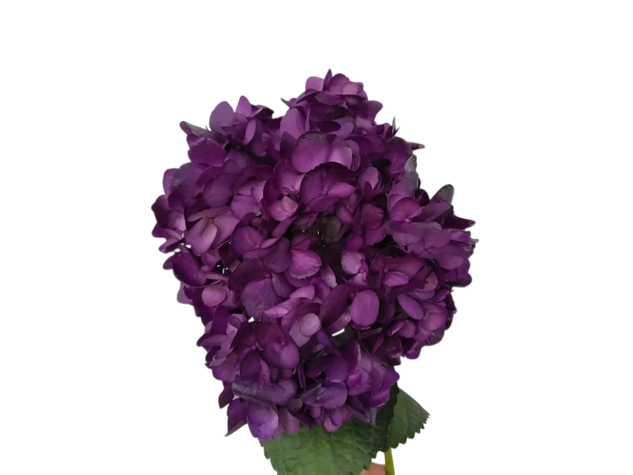 Hydrangea premium purple mora