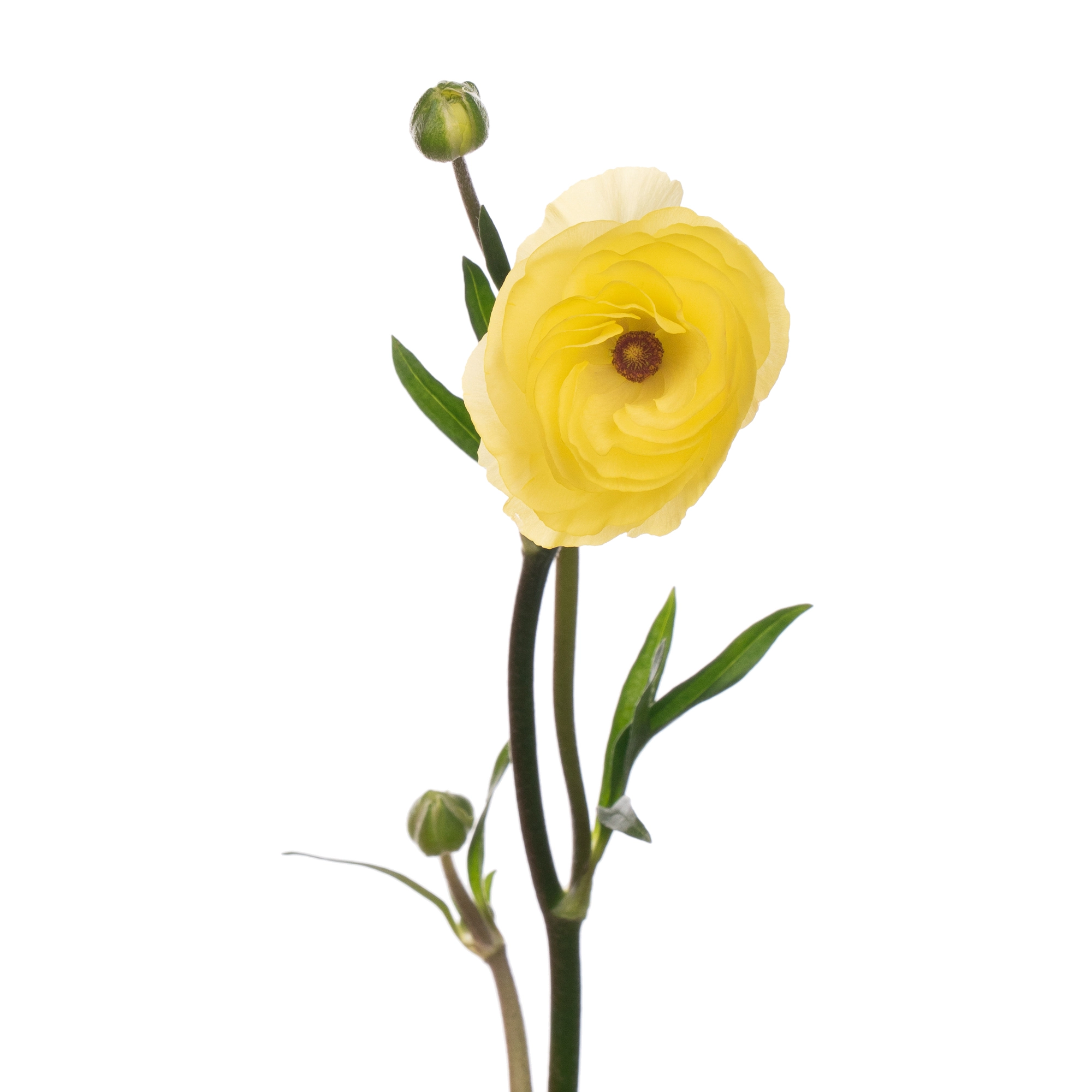 Ranunculus moderna limoncello | Wholesale flowers, plants and supplies Ranunculus moderna limoncello