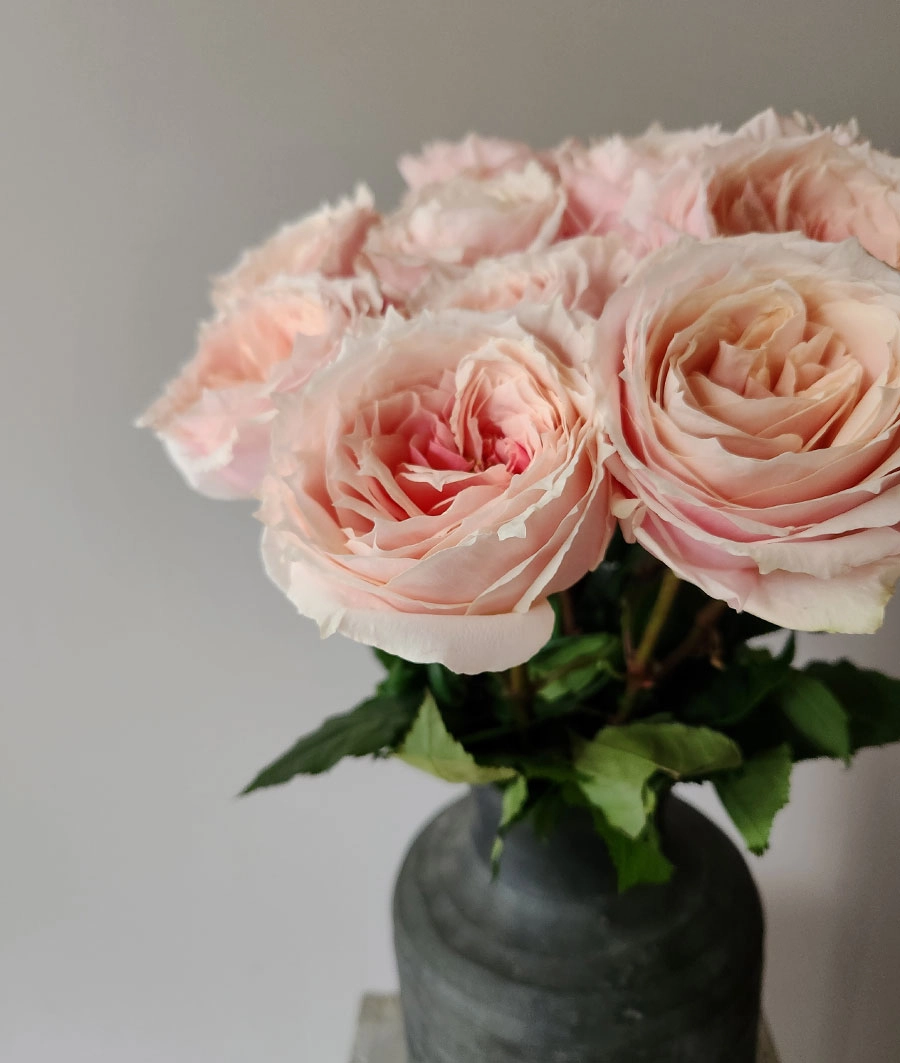 Rose | Wholesale flowers, plants and supplies Rose