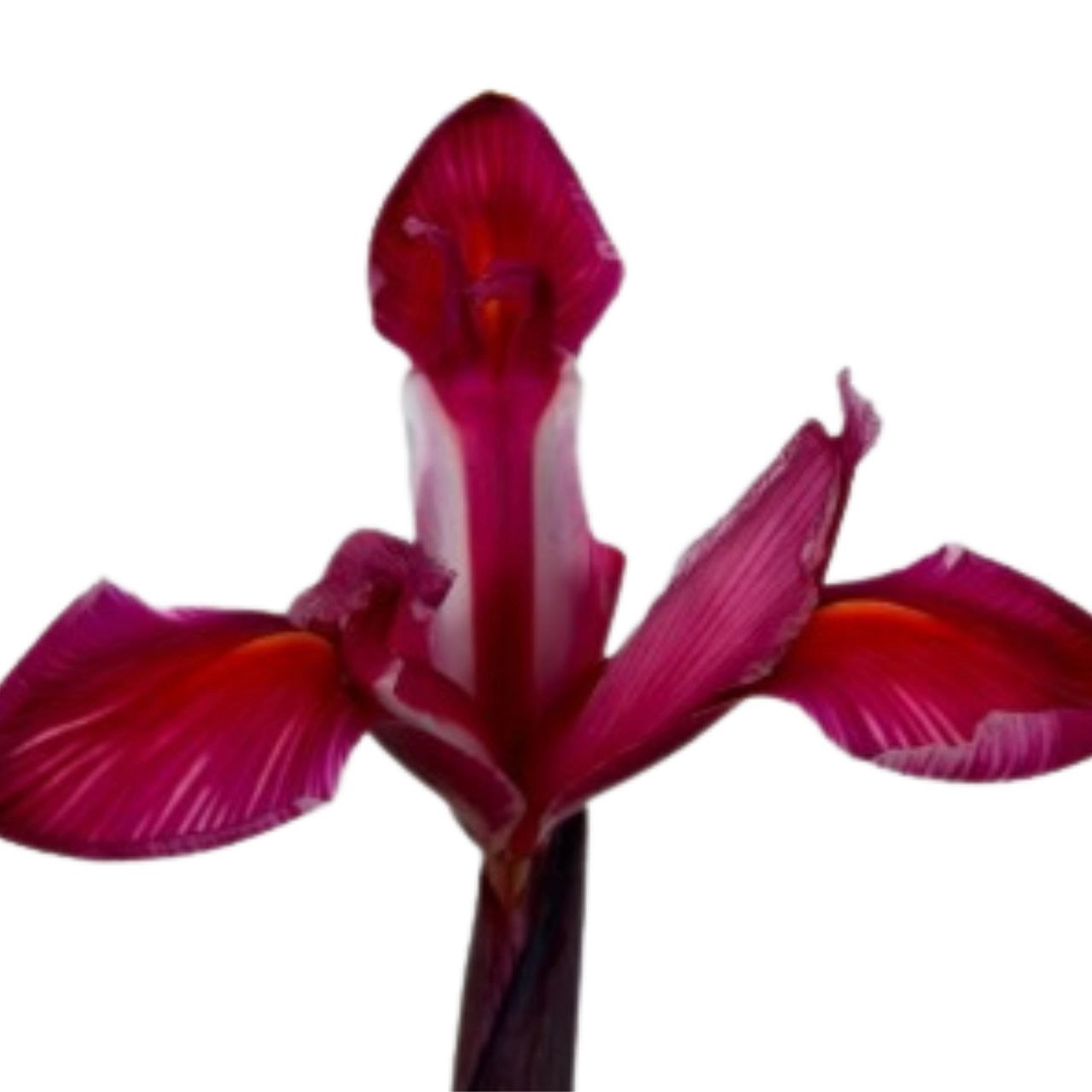 Iris tinted issy beauty red