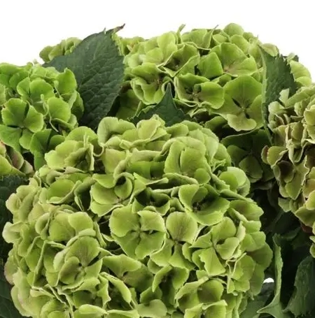 Hydrangea my beautiful rio classic