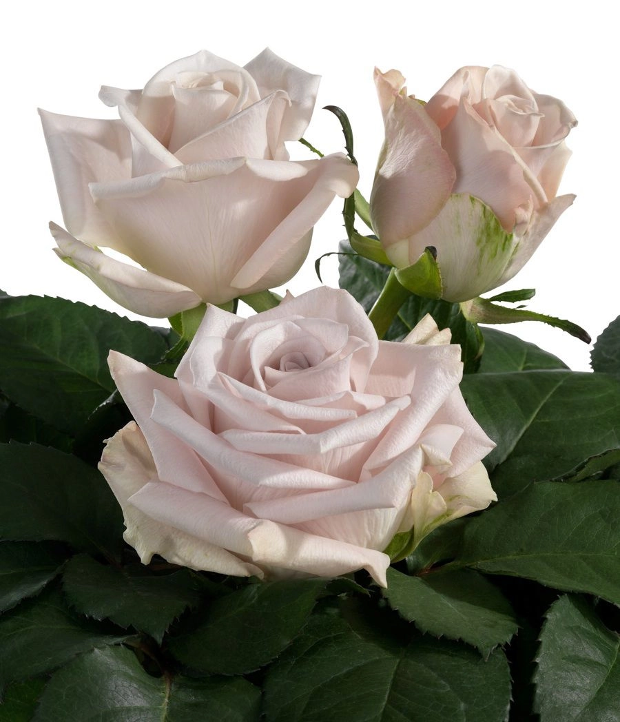 Rose menta | Wholesale flowers, plants and supplies Rose menta