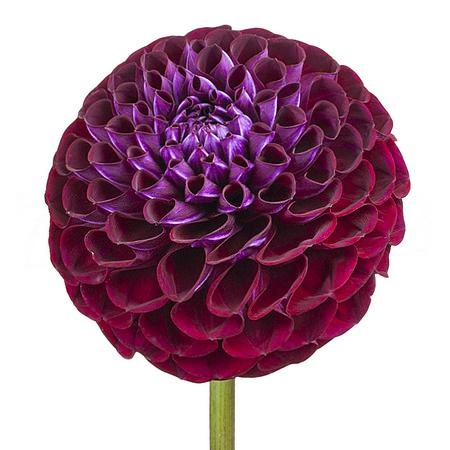 Dahlia ivannetti