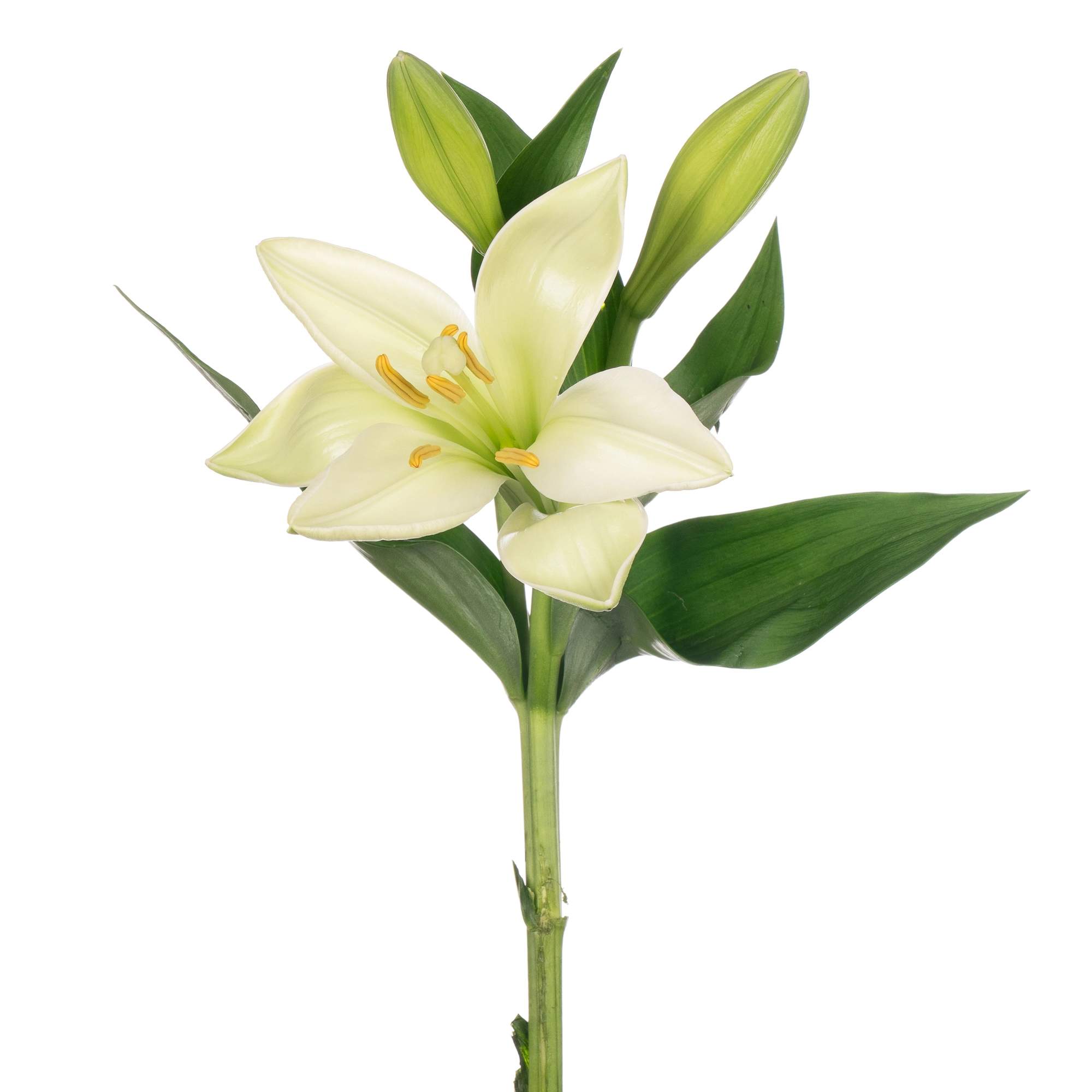 Lilium longiflorum watch up