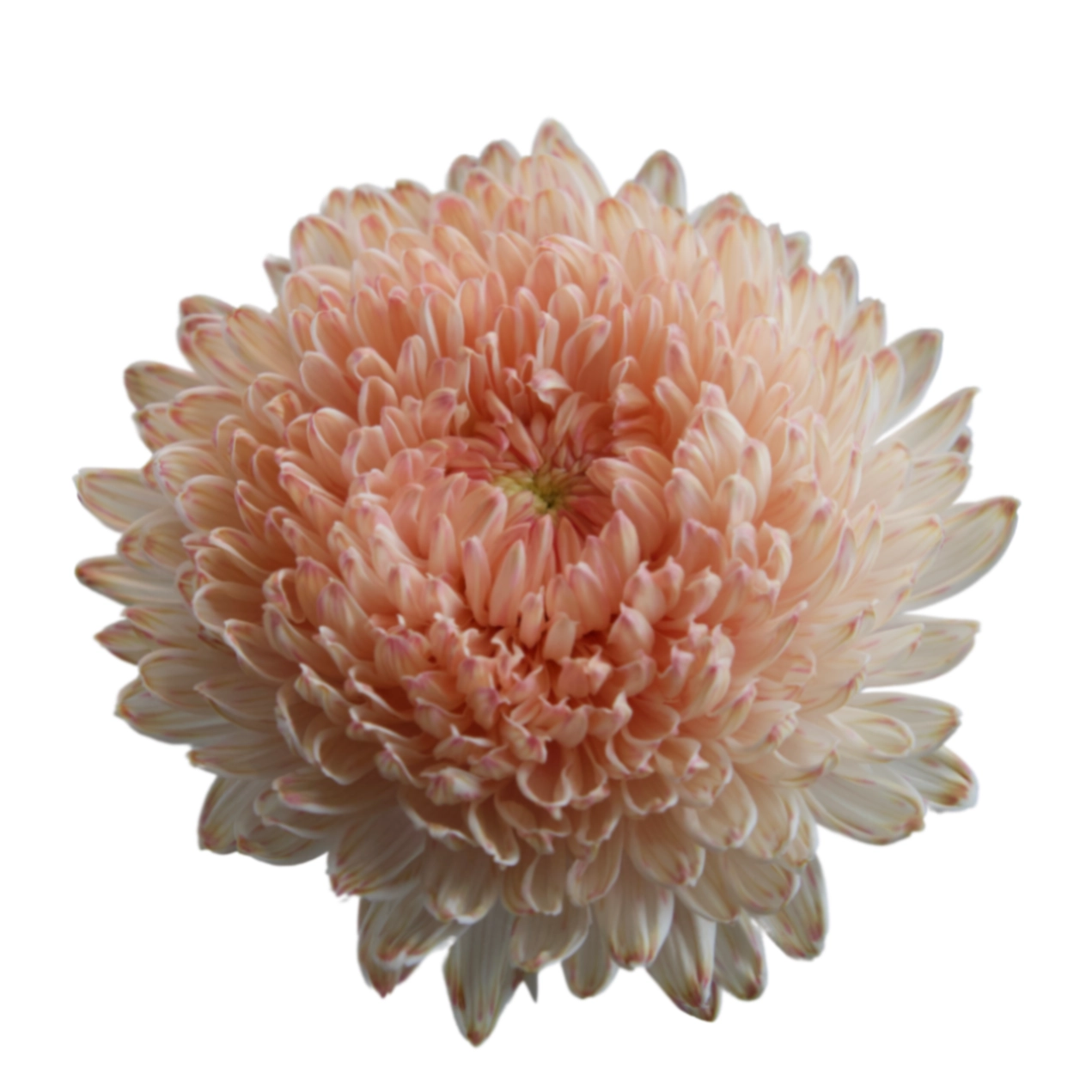 Chrysanthemum tinted pasture pink