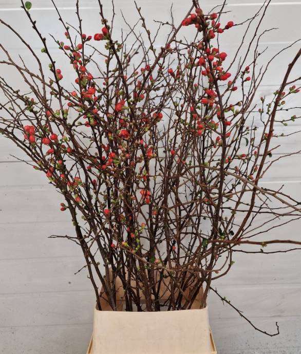 Chaenomeles japonica pink