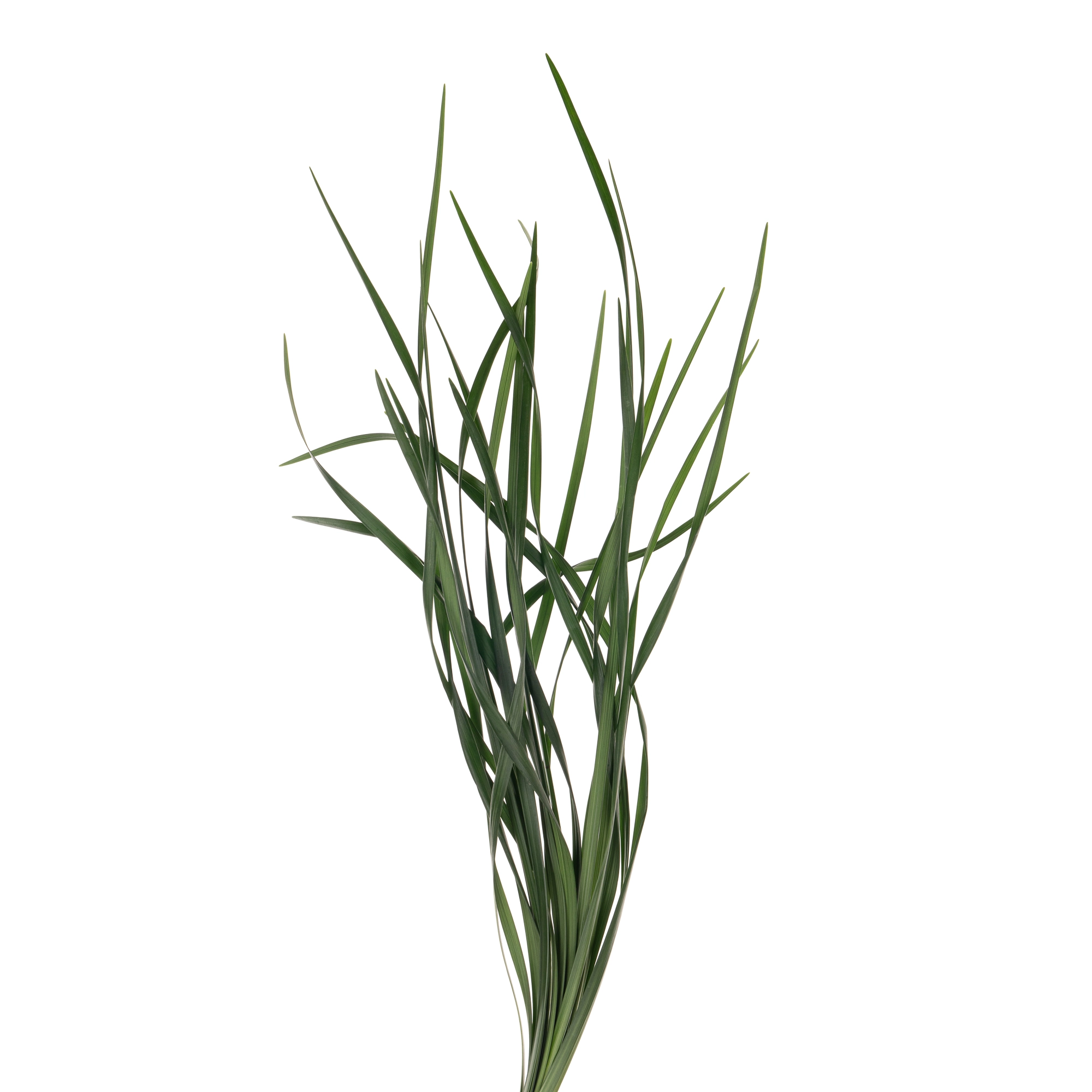 Blad Lilygras