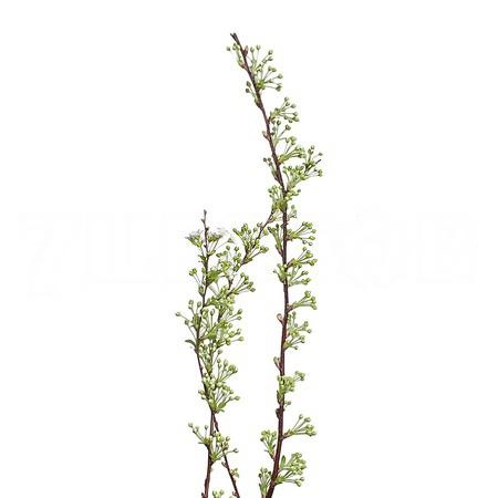 Spiraea grefsheim