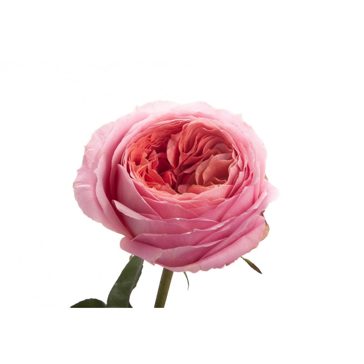 Rose romantic antique